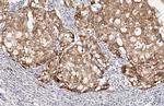 Lass2 Antibody in Immunohistochemistry (Paraffin) (IHC (P))