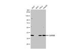 Lass2 Antibody in Western Blot (WB)