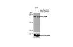 TNIK Antibody in Western Blot (WB)