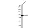 PIGR Recombinant Rabbit Monoclonal Antibody (HL1757)