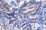 eIF6 Recombinant Rabbit Monoclonal Antibody (HL1758)