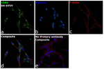 CD90 Recombinant Rabbit Monoclonal Antibody (HL1766)