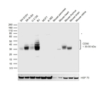 CD90 Antibody