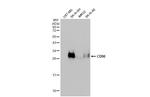 CD90 Antibody in Western Blot (WB)
