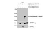 Collagen II Recombinant Rabbit Monoclonal Antibody (HL1772)