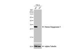 HO-1 Recombinant Rabbit Monoclonal Antibody (HL1780)
