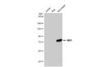 MX1 Recombinant Rabbit Monoclonal Antibody (HL1790)