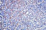 Vinculin Recombinant Rabbit Monoclonal Antibody (HL1873)