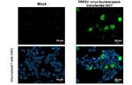 PRRS Virus Nucleocapsid Protein Recombinant Rabbit Monoclonal Antibody (HL1901)