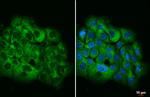 Ataxin 2 Antibody in Immunocytochemistry (ICC/IF)