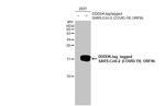 SARS-CoV-2 ORF9b Antibody in Western Blot (WB)