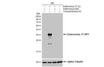 Enterovirus 71 VP1 Antibody in Western Blot (WB)