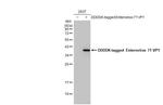 Enterovirus 71 VP1 Recombinant Rabbit Monoclonal Antibody (HL1929)