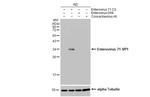 Enterovirus 71 VP1 Antibody in Western Blot (WB)