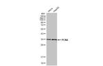 PCNA Recombinant Rabbit Monoclonal Antibody (HL1965)