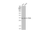 PCNA Recombinant Rabbit Monoclonal Antibody (HL1966)