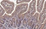HHIP Antibody in Immunohistochemistry (Paraffin) (IHC (P))