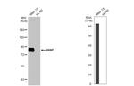 HHIP Antibody in Western Blot (WB)