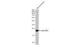 IGF2 Antibody in Western Blot (WB)