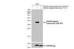 Enterovirus D68 VP1 Recombinant Rabbit Monoclonal Antibody (HL1997)