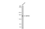 HYOU1 Antibody in Western Blot (WB)