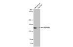 HYOU1 Recombinant Rabbit Monoclonal Antibody (HL2006)