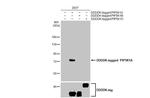 PIP5K1A Antibody in Western Blot (WB)