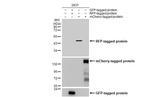 RFP Recombinant Rabbit Monoclonal Antibody (HL2028)