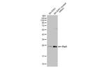 FEV Recombinant Rabbit Monoclonal Antibody (HL2043)