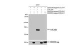 COL1A2 Antibody in Western Blot (WB)