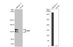 CD41 Antibody in Western Blot (WB)