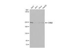CHD2 Antibody in Western Blot (WB)