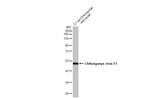Chikungunya Virus E1 Recombinant Rabbit Monoclonal Antibody (HL2069)