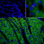 Adenylate Cyclase 3 Monoclonal Antibody (1A12)