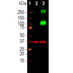 Adenylate Cyclase 3 Antibody in Western Blot (WB)