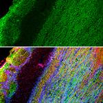 GAP43 Antibody in Immunocytochemistry (ICC/IF)