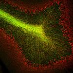 CNPase Monoclonal Antibody (1H10)