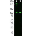 Complement C3a Monoclonal Antibody (2B5)