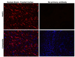MAP2 Antibody in Immunohistochemistry (Paraffin) (IHC (P))