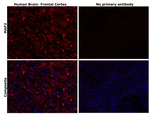 MAP2 Antibody in Immunohistochemistry (Paraffin) (IHC (P))