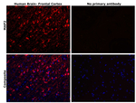 MAP2 Antibody in Immunohistochemistry (Paraffin) (IHC (P))