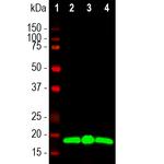 VSNL1 Antibody in Western Blot (WB)