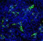 SARS-CoV-2 Spike Protein RBD Antibody in Immunocytochemistry (ICC/IF)