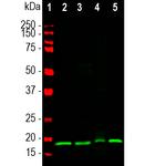 VSNL1 Antibody in Western Blot (WB)