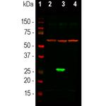 GFP Antibody in Western Blot (WB)