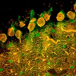 Parvalbumin Antibody in Immunohistochemistry (PFA fixed) (IHC (PFA))