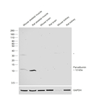 Parvalbumin Antibody