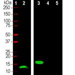 Parvalbumin Antibody in Western Blot (WB)