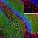 GFAP Antibody in Immunohistochemistry (PFA fixed) (IHC (PFA))