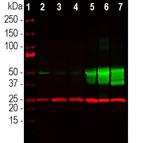 GFAP Antibody in Western Blot (WB)
